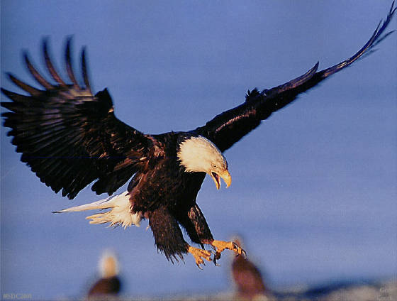 sdc2001_649_eagle_landing_graycreek.JPG